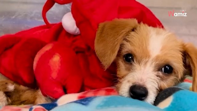 En sortant ses poubelles, elle entend des bruits étranges : en s’approchant, elle se presse de contacter les secours