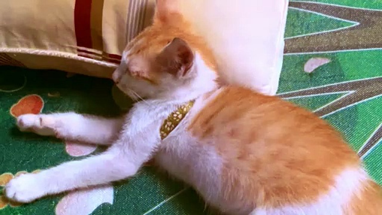 Vì Sao Mèo Thích Nhào Lên Người Chủ Nhân