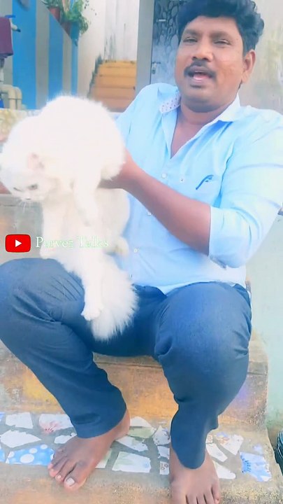 Cutest Kittens Conquer the Web! 🥰🥰