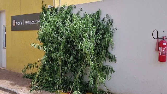 GM apreende pés de maconha no bairro Universitário