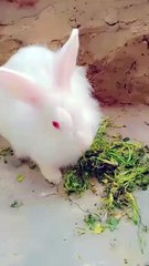 white rabbit Prashant