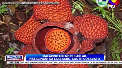 Malaking uri ng bulaklak, natagpuan sa Lake Sebu, South Cotabato