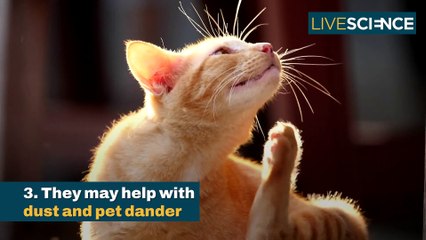 Why An Air Purifier Is Worth The Investment