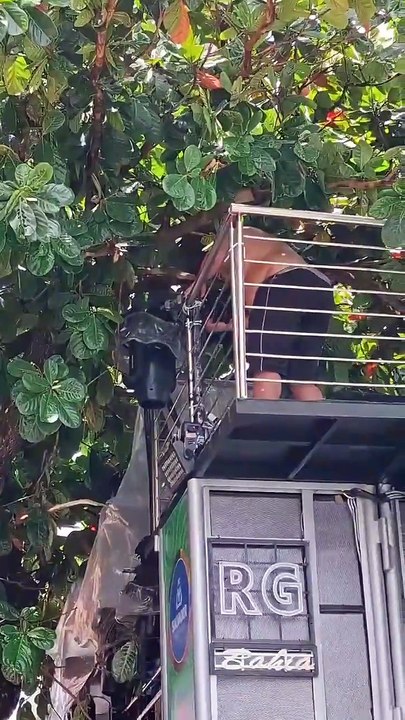 Trio Elétrico fica agarrado em árvore na Barra; assista