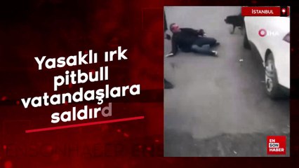 İstanbul Bağcılar'da yasaklı ırk pitbull vatandaşlara saldırdı
