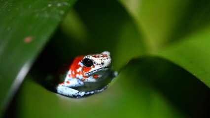COP16: Einigung über Finanzierung bei UN-Artenschutzkonferenz