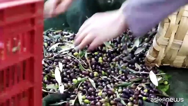 Antonio Mela Mastro oleario d'Oro: una passione di famiglia per l'olio