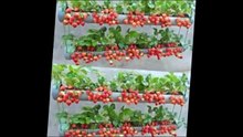 31.- 🌻🌾🍓+80 HUERTOSpequeños FAMILIARES PARA TU CASA( Huertos familiares PEQUEños en CIUDAD Y campo)🍓🍃🌿
