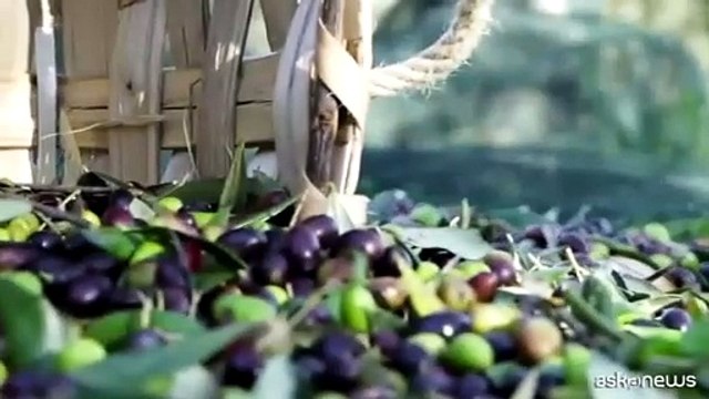 Antonio Mela Mastro oleario d'Oro: una passione di famiglia per l'olio