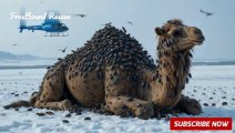 Rescue Team Saves Injured Camel from Barnacles & Parasites!