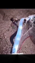Angler fish, Oarfish died why  #mysterybehind #deathreasons #trendingnews #ontrend #factoftheday, #spacefacts, #naturefacts, #animalfacts, #humanbodyfacts,