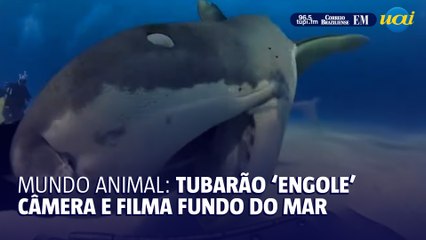 Tubarão ‘engole’ câmera de brasileira e ‘filma’ o fundo do mar