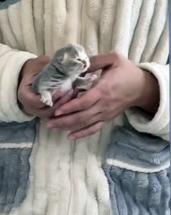 🎉🐾 Welcome to our latest video showcasing the adorable and heartwarming w