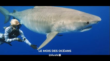 Danse avec les dauphins