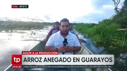 Productores de arroz afectados