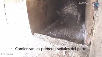 Nace el primer lince ibérico de la temporada de cría en cautividad