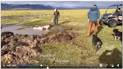 Horse Rescue Die Hard Mission