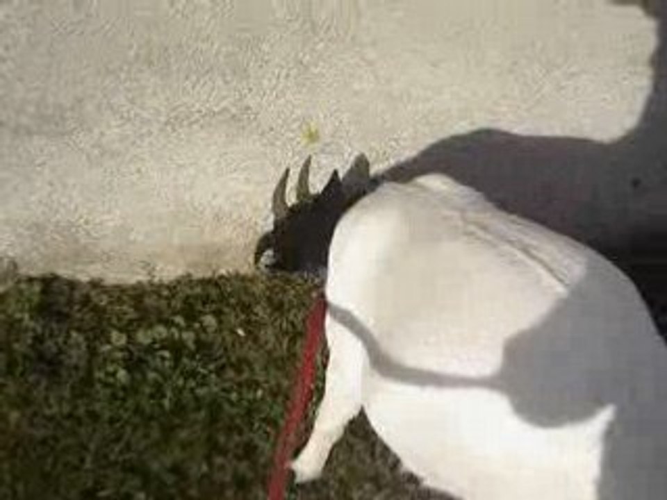 ma grosse vache qui saute(plutot bien non??)