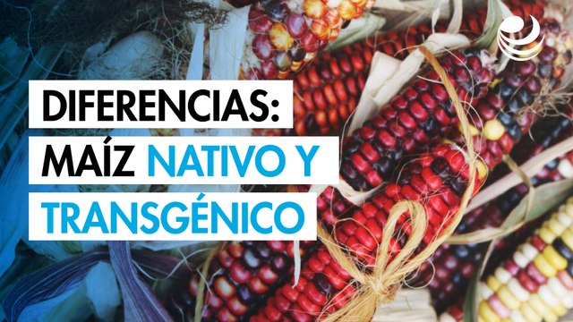 Diferencias entre maíz nativo y transgénico: claves para entender qué comemos