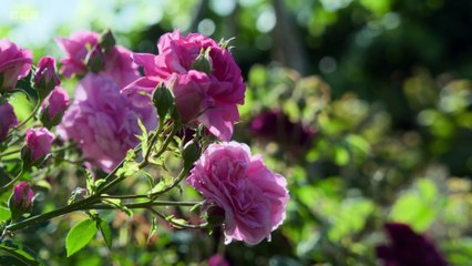 Gardeners' World 2025: Episode 3 – Top Gardening Tips & Inspirations 🌱