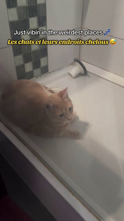 Imagine if I turned the water on.. 😂 Imagine je mets l’eau..😂 #catsoftiktok #funnycat #petlover #fyp #viedechat #chatstiktok