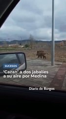 'Cazan' a dos jabalíes a su aire junto al núcleo urbano de Medina de Pomar