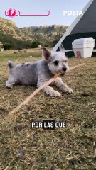 3 razones por las que debes esterilizar a tu mascota