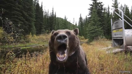 Craziest Animal Encounters of All Time