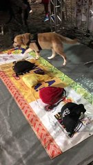 Trabalho de cães farejadores reforça segurança no Circuito Batatinha; assista