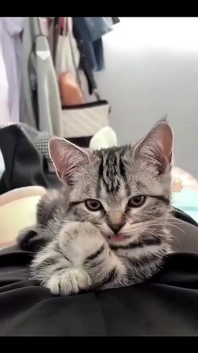 Welpe entdeckt Schnee! 20250228