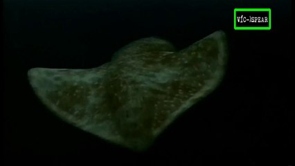 Viaje hacia de lo Desconocido: el Calamar Gigante - Documental (1999) Español Latino *Ep. 1
