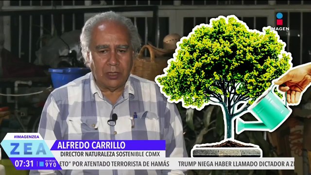 Hombre es arrestado por plantar un árbol de limón; fue apodado El mata banquetas
