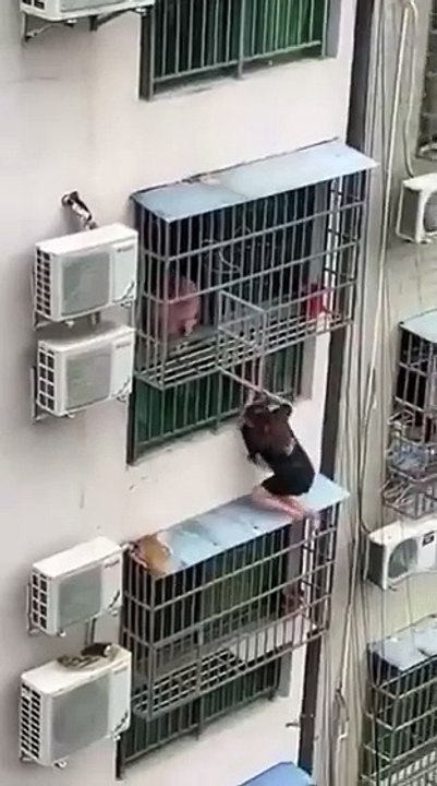 Funny video