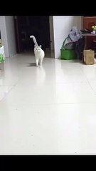 Katze „arbeitet“ an der Tastatur! 20250301