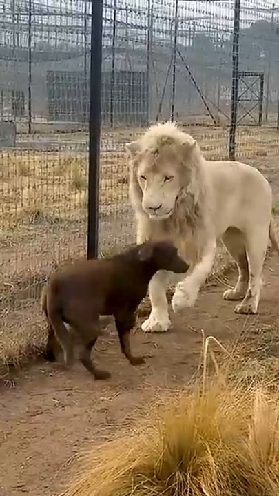 Cute Lion Gives Smooches to Puppy_s Paw_