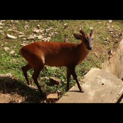 キョンの増加問題原因 ゆっくり解説