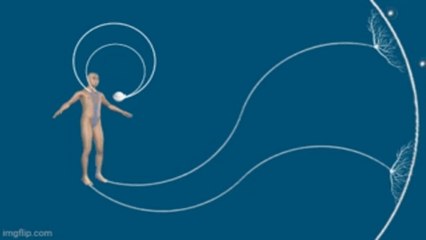 The Energy Heart and the Energy Flows of the Kidney