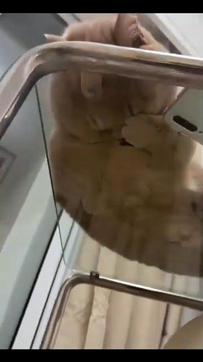 Katzenbabys auf Abenteuer! 20250301