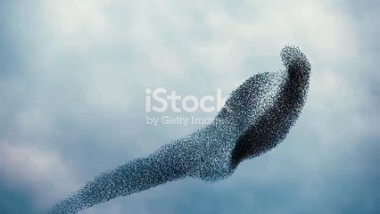 Birds in large number