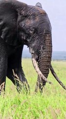 Elephants in the forest