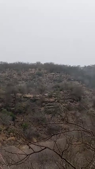 Wild boar hunting with dog|| soor Ka Shikar