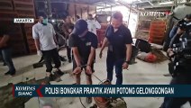Terbongkar Praktik Ayam Potong Gelonggongan, Pekerja Ditetapkan Tersangka!