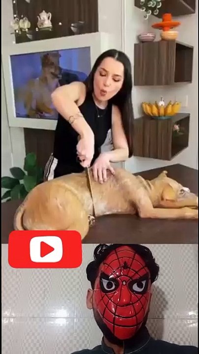 Funny video with dog
