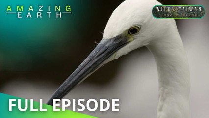 Amazing Earth: Taiwan’s thriving diverse ecosystems