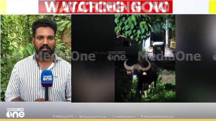 പത്തനംതിട്ട കോന്നി മെഡിക്കൽ കോളജ് പരിസരത്ത് തുടർച്ചയായി രണ്ടാം ദിവസവും കാട്ടുപോത്ത്