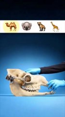 What do Giraffes sounds like