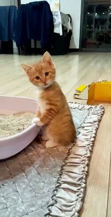 the best cat litter