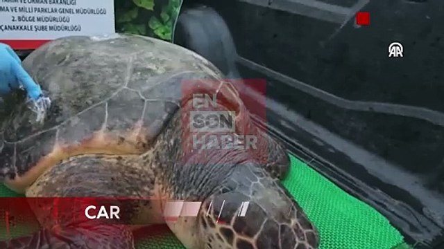 Çanakkale'de yat limanına giren 150 kilogramlık caretta caretta kurtarıldı