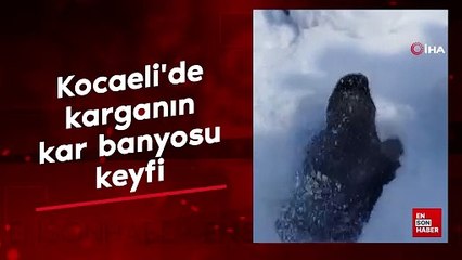 Kocaeli'de karganın kar banyosu keyfi