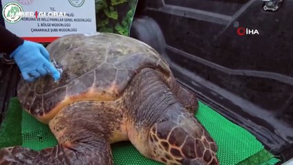 Çanakkale'de yat limanına girdi: 150 kilogramlık caretta caretta böyle kurtarıldı